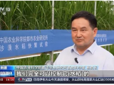 沙漠溫室種水稻！中國科學家在新疆和田試種成功